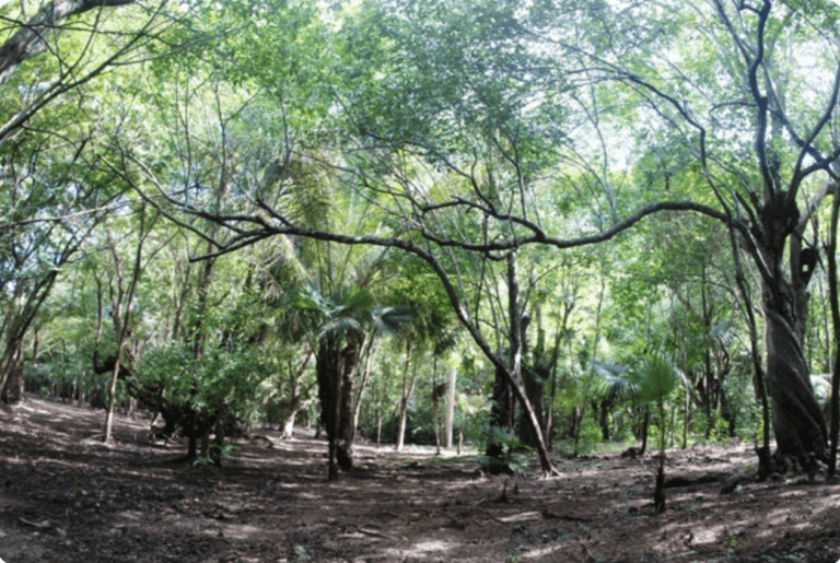 A view of the arboretum at Magens Bay on St. Thomas. (Image courtesy Magens Bay Authority)